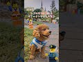 レゴ犬ラッキー！レゴの世界に変えるエフェクトやってみた！lego style ai filter dog 犬 funny かわいい レゴ lego