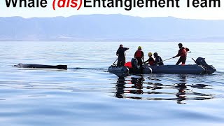 Whale Entanglement Team