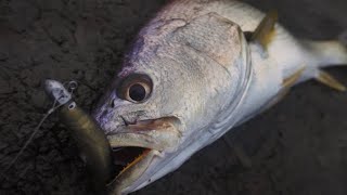 My first MULLOWAY! LANDBASED jewfish, Brisbane