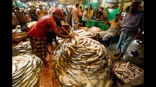 Chandpur hilsa fish wholesle market/ Padma ilish fish.