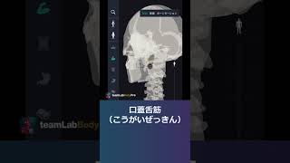 筋肉の名称クイズ-58【解剖学クイズ】　　　　　　　　　　　　　　　　　　　　　　　　　　　  #アプリダウンロードは概要から #解剖学 #生理学