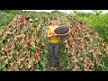 3 Year Of Living Off Grid, Daily Life Harvest Fruit Goes To Market Sell | Free Bushcraft