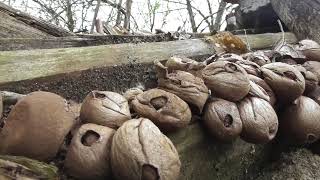 Lycoperdon pyriforme, the only species in the genus Apioperdon, growing up on the ruins