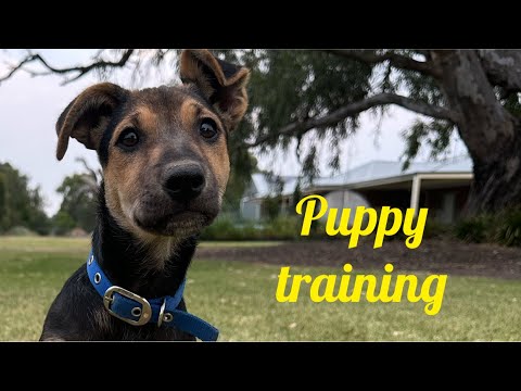 Puppy Training Youtube