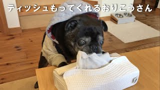 ティッシュを持ってきてくれる/ゴミ箱に捨ててくれる【パグ犬チョコ】