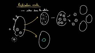 La réplication virale : les cycles lytique et lysogénique