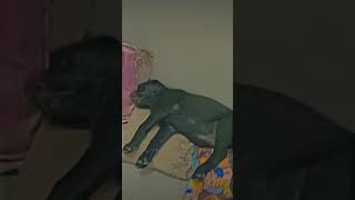 so rahiii hain 🥰Blacky😊dogs lover full watch video subscribe channels plz visit 🙏 #kahinprince26