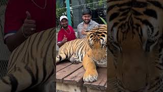 Tiger ka hukum😂 || #memani #travel #ytshorts #thailand