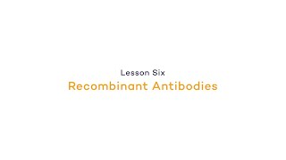 Lesson 6: Recombinant Antibodies | Antibody Ins and Outs