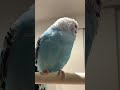 元気に鳴いております！asmr セキセイインコ budgerigar 079