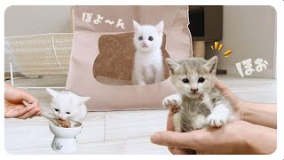 【ひとりっ子猫】壁から出てきた子猫と工事中の旅館にいた子猫の出会い【保護猫生活31日目】