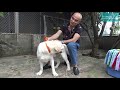 labrador hàng top trại chó của bác kỳ anh nhamtuattv dog in vietnam