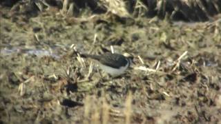 タゲリ　Northern lapwing