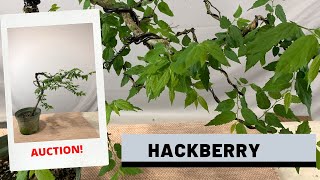 Styling a Hackberry Bonsai (Auction 11) | The Bonsai Supply