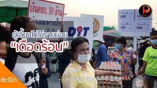 เสียงสะท้อนความเดือดร้อน เกษตรกรผู้เลี้ยงไก่ไข่รายย่อย - ปศุศาสตร์ นิวส์