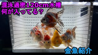 【金魚飼育】混泳飼育んの120cm金魚紹介【Goldfish】