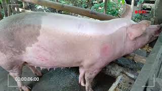 PIG FARMING (INAHIN) - 1st Sow LARGE WHITE X LANDRACE