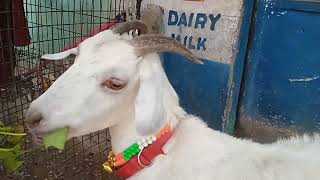 9603721597 desi bakri 3 baccha wali 3 male kids 1'5 liter doodh ki white bakri desi pat desi male sa