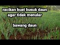 CARA MENGATASI BUSUK DAUN PADA BAWANG DAUN DI MUSIM HUJAN