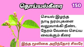 தொய்யல் கீரை/துயிலி கீரை/Thuili keera/digera muricata/Mooligai manitha