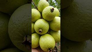 Guava EXPERT Shares Top Tips for Growth and Harvest Success