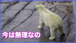 しびれて動けないララ、滑るリラ、ひょっこりキャンディ　Polar Bears in the rain