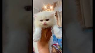 Persian cat semi punch kitten