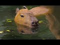 capybaras the coolest rodents on earth capybara animalsforkids scienceforkids