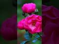 Rose  | Beautiful Pink Rose #shorts #ytshots #rose #plant #flowers