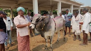 Small information about ongolu bulls.....