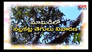 మామిడిలో నల్లకట్ల తెగలు నివారణ : Mango Cultivation | Save Mango Farms from Pests | Raithe Raju | CVR