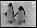 the expedition of american admiral richard byrd explorer arrives in the antarctic 1940 1940