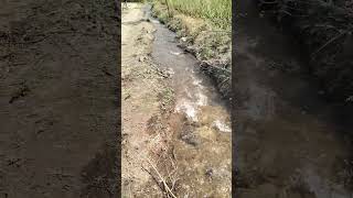 Water flowing in my own farm|पाटाचे पाणी|@FloridaMothernatureirrigated water