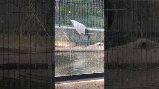 観夏👀①たんちょうづる・タンチョウヅル・丹頂鶴・沖縄こどもの国・・・Japanese_crane・Okinawa Zoo \u0026 Museum(20230720)