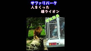 人をくった雄ライオン、サファリパーク、#アフリカンサファリ、#ジャングルバス、#九州自然動物公園、#宇佐市安心院、