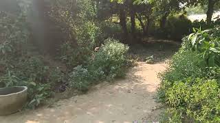 श्री वृंदावन धाम के इस जंगल मे लीन रहते हैं गुप्त साधु संत#vrindavan#trending#vlog#braj#share#viral🦚
