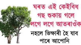 ঘৰৰ পৰা শীঘ্ৰেই দূৰ কৰক এই দুইবিধ গছ নহলে ভুগিব দৰিদ্ৰতাত ৷৷