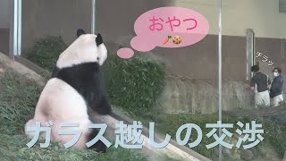 【不思議系パンダ桃浜🍑ガラス越しの交渉📷10/7】飼育員さん視線を感じてチラッ/隣は彩浜🌈→桜浜🌸に交代/アドベンチャーワールド/twin pandas