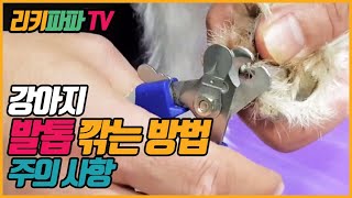 강아지 발톱 깎는 방법 - 쉽게 따라해 보세요! 검은발톱 혈관 및 지혈제 등 주의사항 (How to Trim Dog Nails)