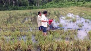 បូមទឹកចាប់ត្រីនៅក្នុងស្រែ,We were all pumping fish in the fields