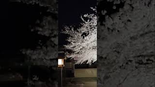 【8K】Enjoy the cherry blossom blizzard / 桜吹雪もどうぞ !!