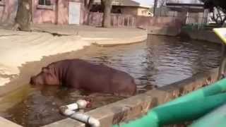 かみね動物園