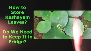 How to Store Kashayam Leaves? Do We Need to Keep it in Fridge? || Dr Khadar || Dr Khadar lifestyle