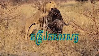 តន្ត្រីឯកសារសត្វ ភាគ២៧