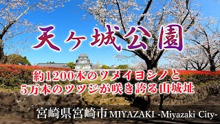 【天ケ城公園】約1200本のソメイヨシノと5万本のツツジが咲き誇る山城址『宮崎観光』Miyazaki,Takaoka City