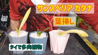 【サンスベリア】カタナの葉挿しと子株の、植え替え、株分け！！！