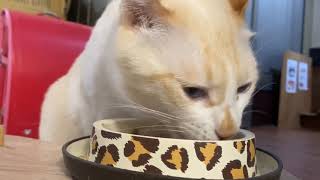 好味小姐貓鮮食主食罐頭 試吃 貓咪 主食罐 推薦