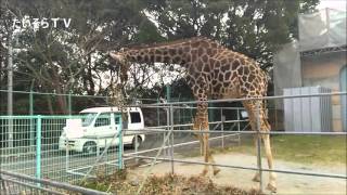 大牟田市動物園　おもしろ動画・かわいい動物達を撮ってみました。大牟田市動物園に行ってみた！！パート３・たいそらＴＶ