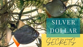 Silver Dollar Fish: Growth, Care, and Feeding Time!