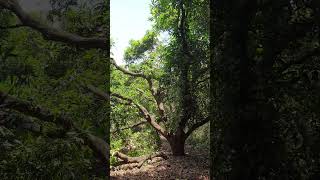 Mango 🥭 Farm - Pruning \u0026 Top Cutting 30 Year Old Mango Farm